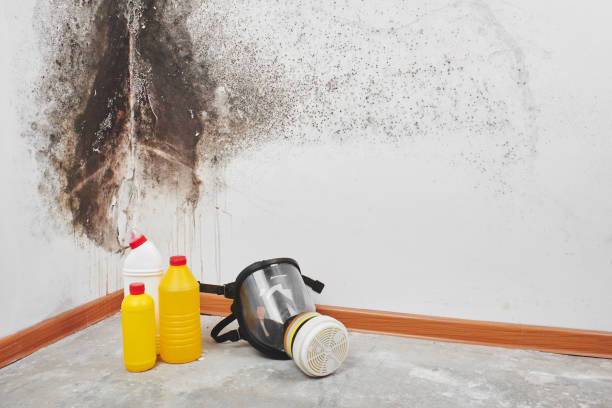 Best Professional Mold Removal  in Frazee, MN