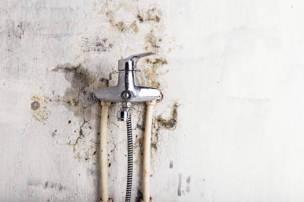 Best Residential Mold Removal  in Frazee, MN
