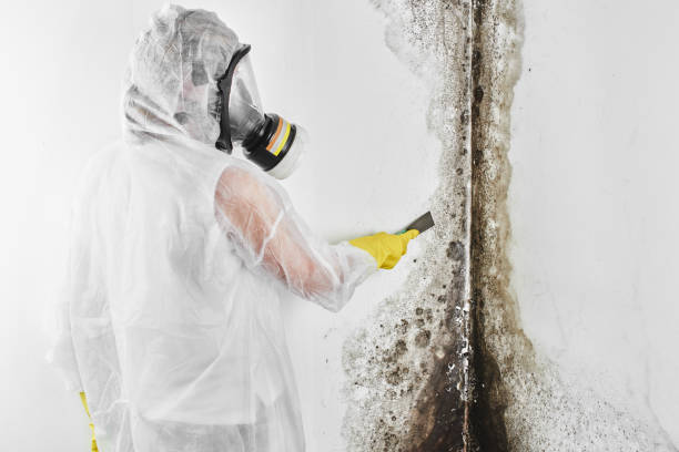 Best Emergency Mold Removal  in Frazee, MN