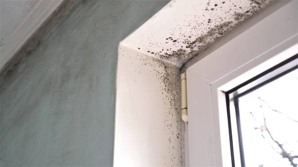 Best Commercial Mold Removal  in Frazee, MN