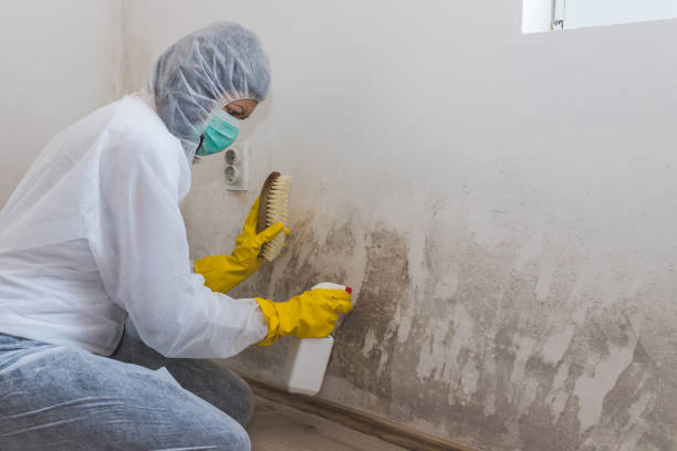 Best Black Mold Removal  in Frazee, MN