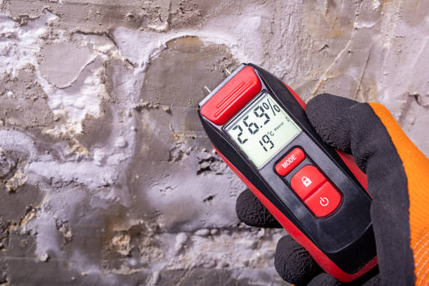Best Best Mold Removal Companies  in Frazee, MN