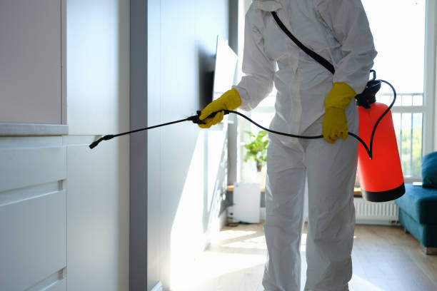 Best Fast Mold Removal  in Frazee, MN