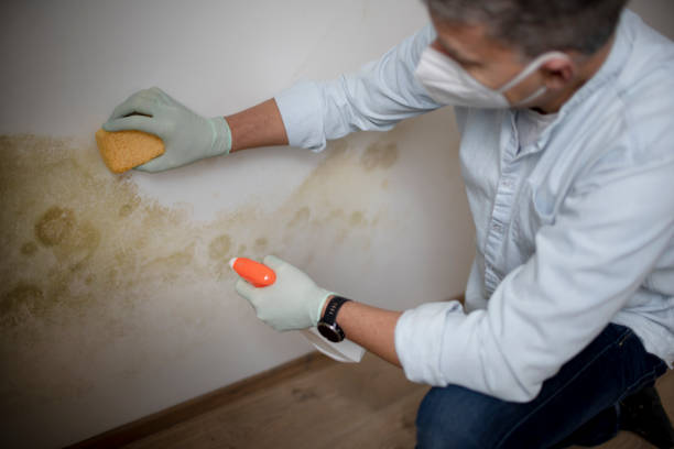 Best Office Mold Removal Services  in Frazee, MN