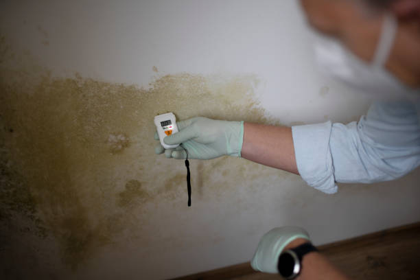 Professional Mold Removal in Frazee, MN