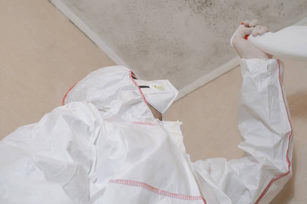 Best Toxic Mold Removal  in Frazee, MN