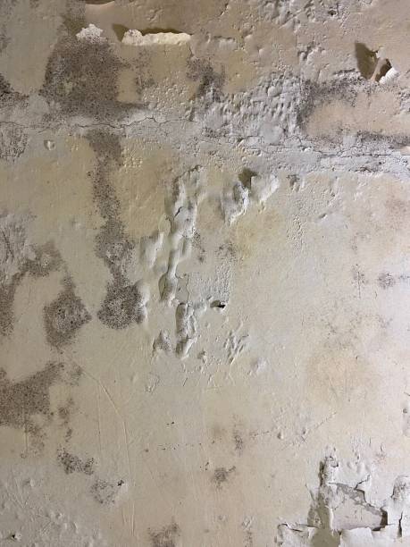 Best Attic Mold Removal  in Frazee, MN